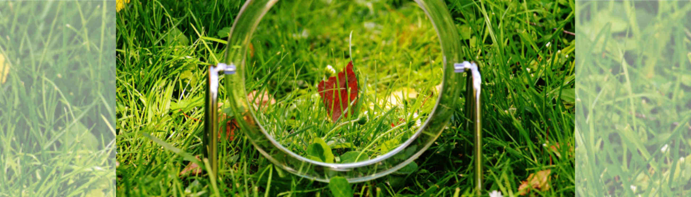 Frühlingsgefühle genießen mit Chiropraktik und Bioresonanz Ein kleiner, silberfarbener Spiegel steht im Gras. Das Gras spiegelt sich wider.