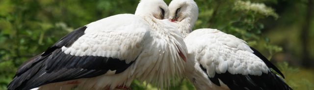 Nahaufnahme von zwei Störchen, die ihre Köpfe zusammenstecken.