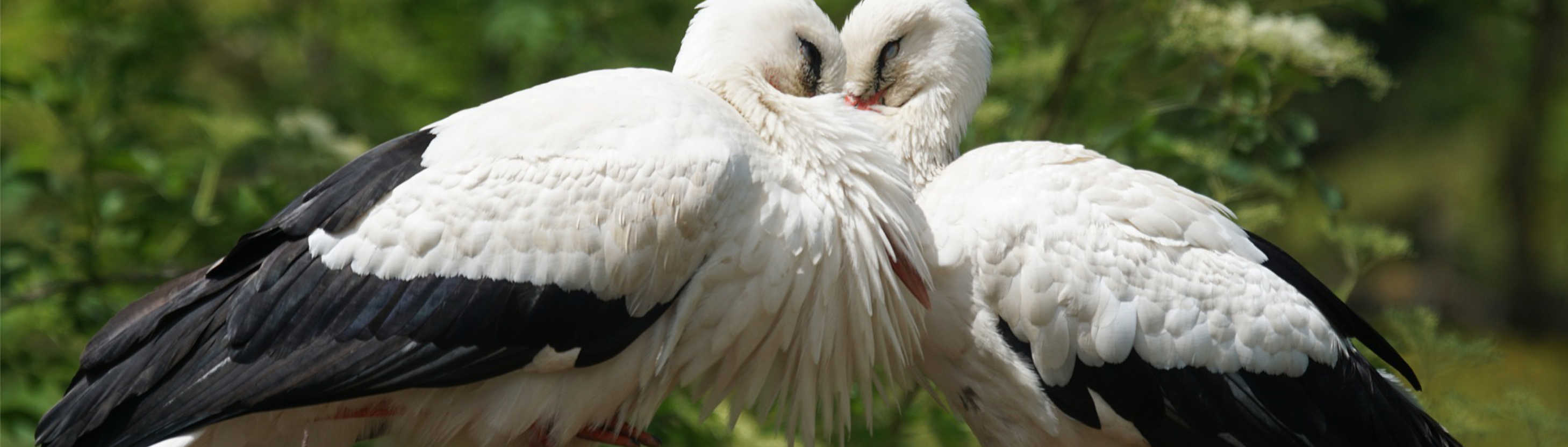 Amerikanische Chiropraktik und Kinderwunsch Nahaufnahme von zwei Störchen, die ihre Köpfe zusammenstecken.