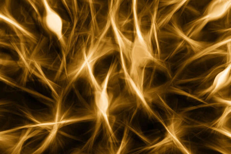 Neurologisch basierte Chiropraktik