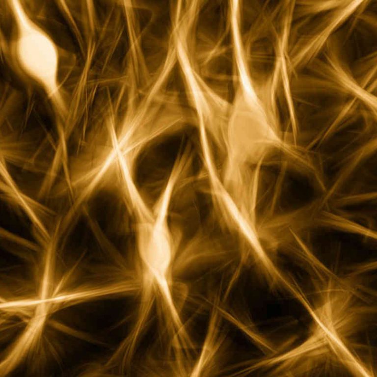 Neurologisch basierte Chiropraktik