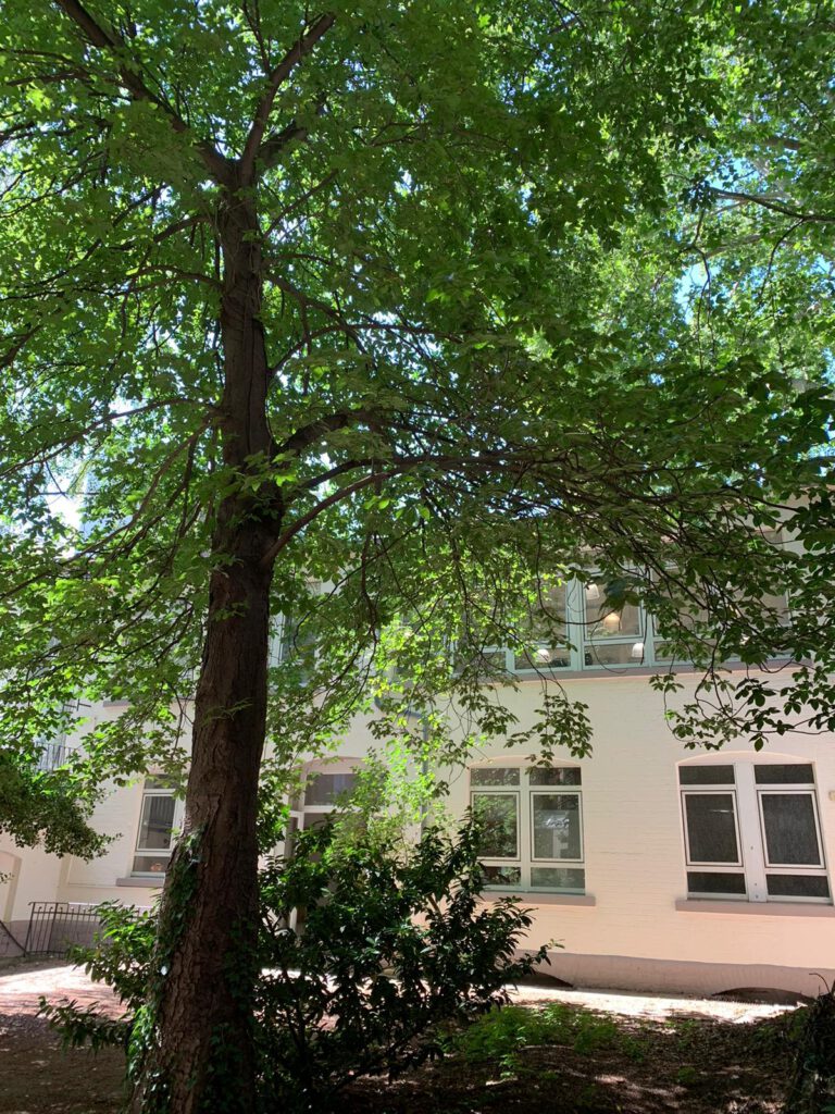 Ein großer Baum im Mittelpunkt. Dahinter befindet sich ein Gebäude.