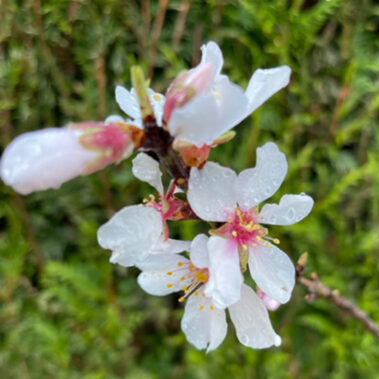 Regeneration – Thema von Ralf Kaufmanns Chirocast