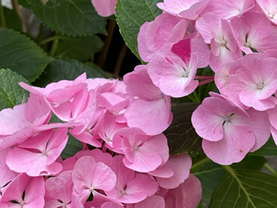 Pflanze mit rosafarbenen Blüten und grünen Blättern