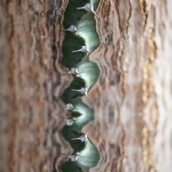 Foto eines Kaktus, der an eine Wirbelsäule erinnert.