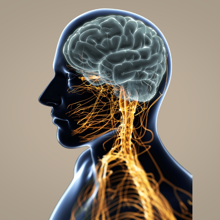 Die Grafik zeigt wie Nerven und Gehirn miteinander verknüpft sind.