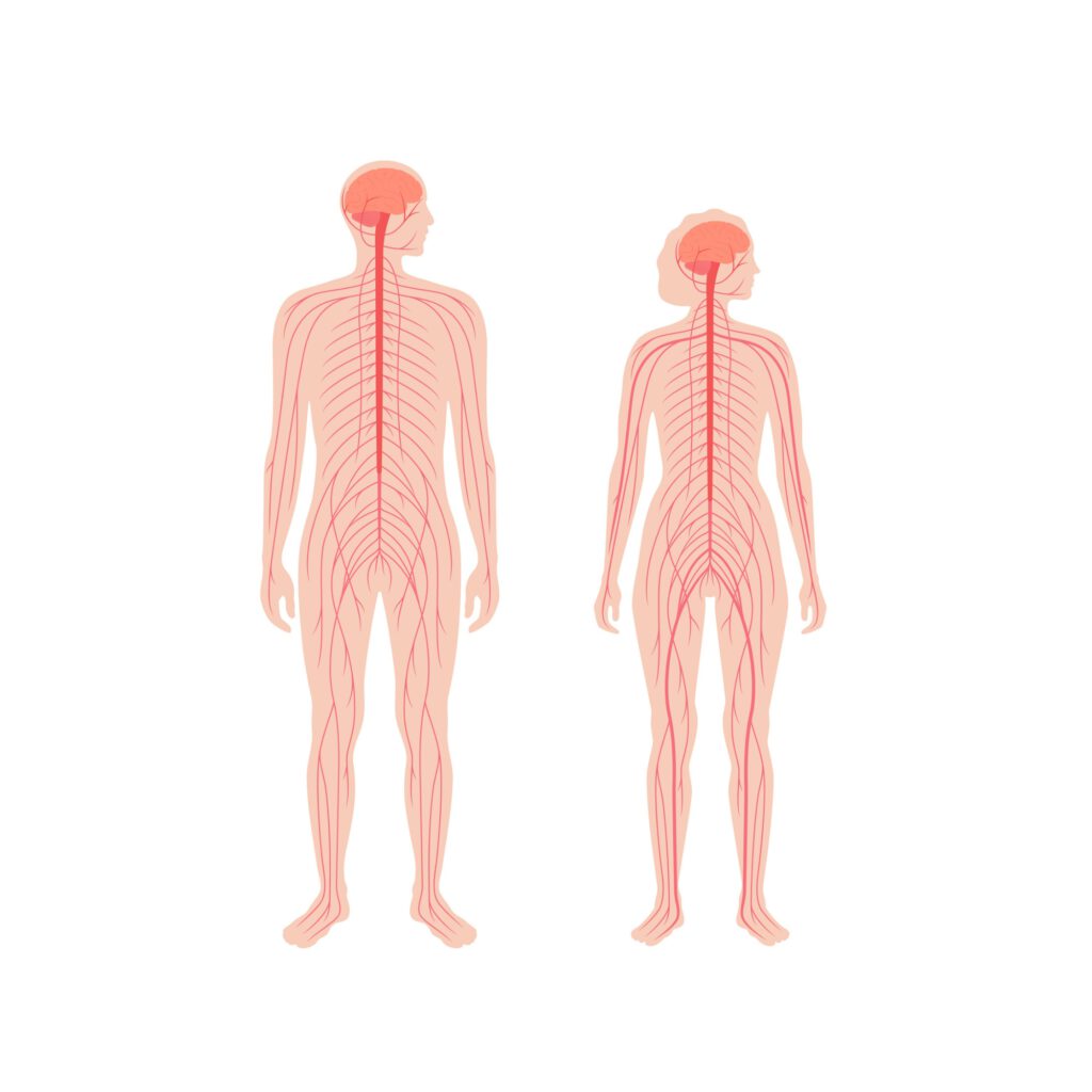 Gezeigt werden Körper mit Nervenbahnen nach der Justierung durch die Amerkaniche Chiropraktik.