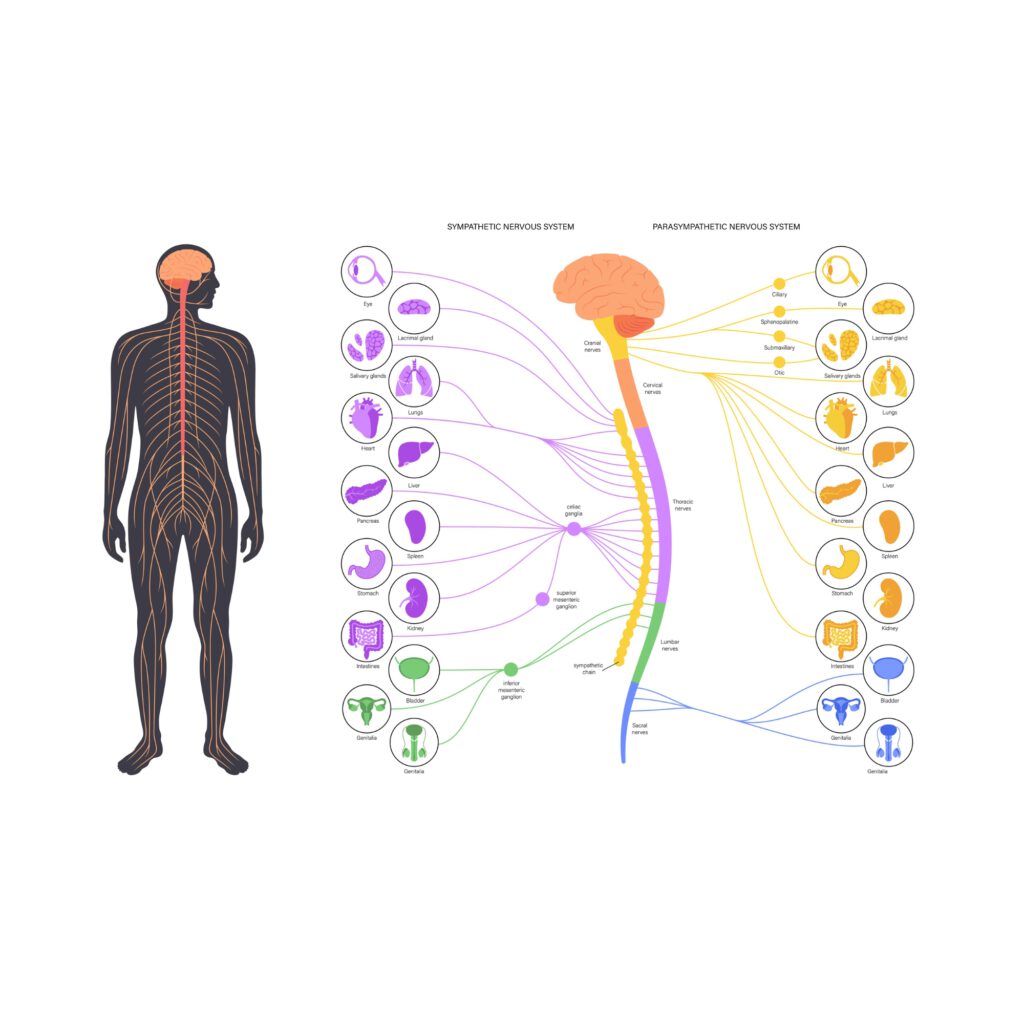 Die Grafik zeigt den menschlichen Körper mit seinem symmetrischen und parasympathischen Nervensystem.