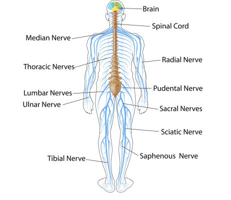Zeigerdiagramm mit sympathischen und parasympathischen Nerven